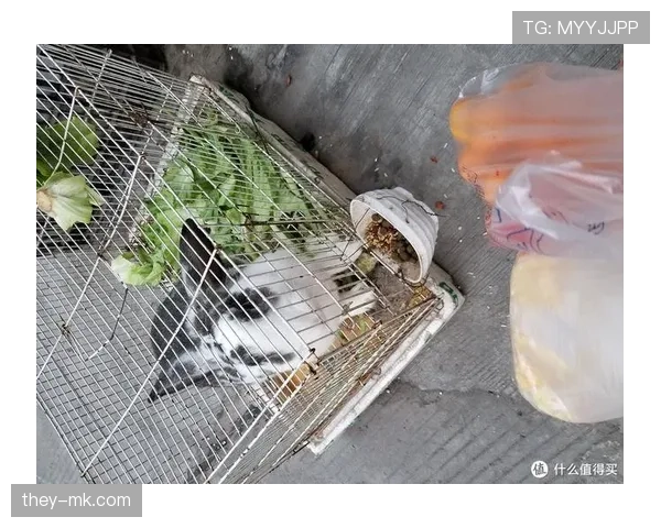 张琳芃家的狗都吃进口粮,他喝的水比我工资还贵 张琳芃家的狗都吃进口粮,他喝的水比我工资还贵